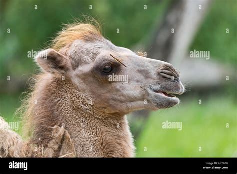 Wild Bactrian camel (Camelus ferus), juvenile, portrait, captive Stock Photo - Alamy