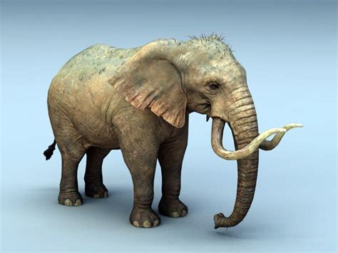 African elephant 3D model Download for Free