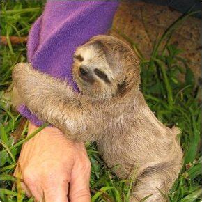 My dream is to pick up a baby sloth and hug it and kiss it and snuggle with it and love it Cute ...