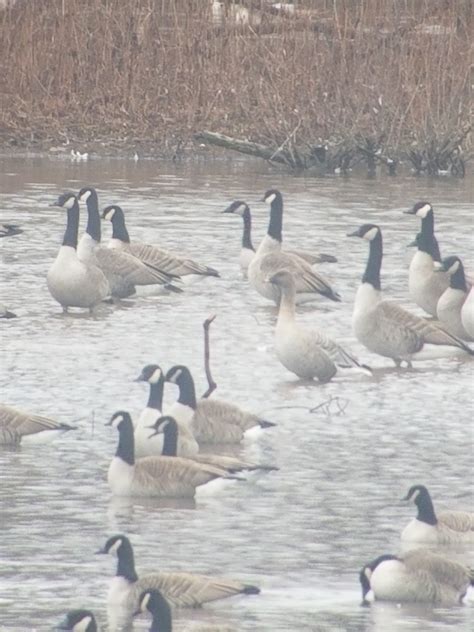 eBird Checklist - 4 Jan 2021 - Green Lane Park--Church Rd. Bird Sanctuary - 18 species