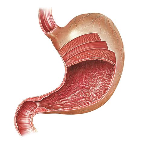 Anatomy Map Stomach Anatomy Photograph By Asklepios Medical Atlas | Images and Photos finder