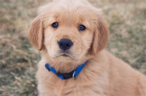 Golden Retriever Puppy, Little Lila | Golden retriever, Puppies, Golden ...