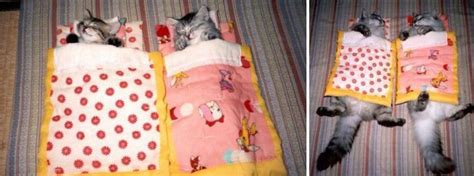 42 Of The Greatest Before-And-After Photos Of Cats To Have Ever Graced ...