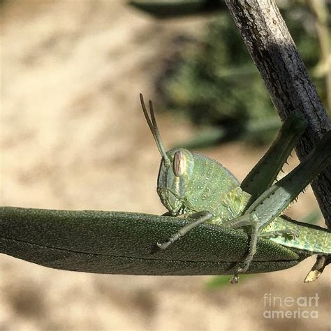 Grasshopper Nymph Photograph by Eric Suchman - Pixels