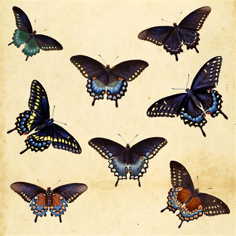 Vintage Butterfly Collection Free Stock Photo - Public Domain Pictures