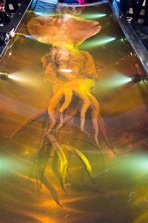 Colossal Squid Pictures - AZ Animals