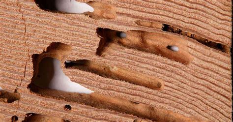 How to Get Rid of Drywood Termites In Florida