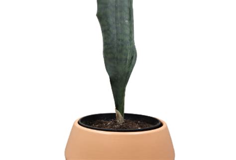 6″ Sansevieria Whale Fin | waterlilies