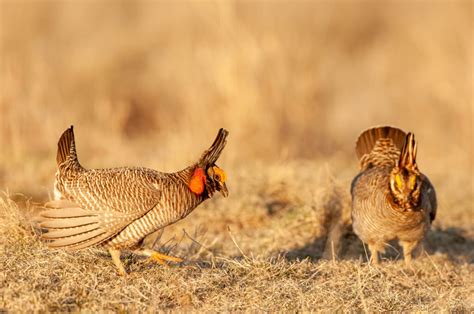 Kansas Senate adopts resolution condemning protection of lesser prairie ...