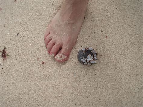 foot and barnacles. Playa del Carmen Beach PC310154.JPG | Flickr