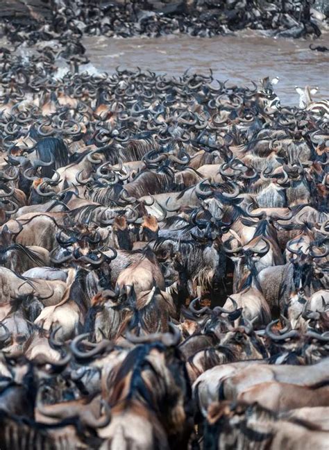 Can you spot the zebra’s stripes in the middle of this herd of wildebeest? - Irish Mirror Online