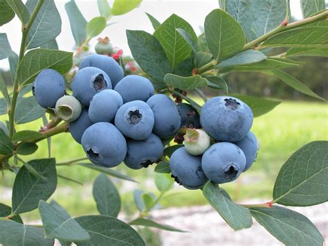 Growing Blueberries | Easiest & Best Blueberry Varieties | The Old ...