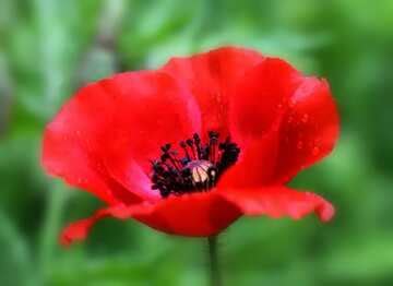 One Poppy flower Download free picture №19368