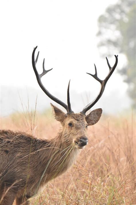 Barasingha Deer In India | Swamp Deer In India