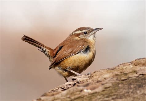 7 Species of Wrens in Alberta- Picture and ID Guide