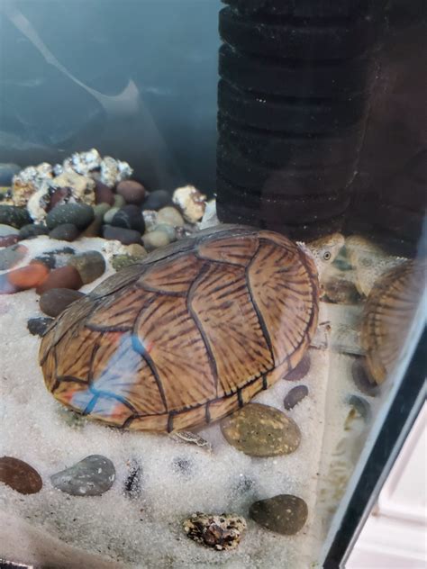 Razor back Musked turtle for sale | British Columbia Aquarium Forums