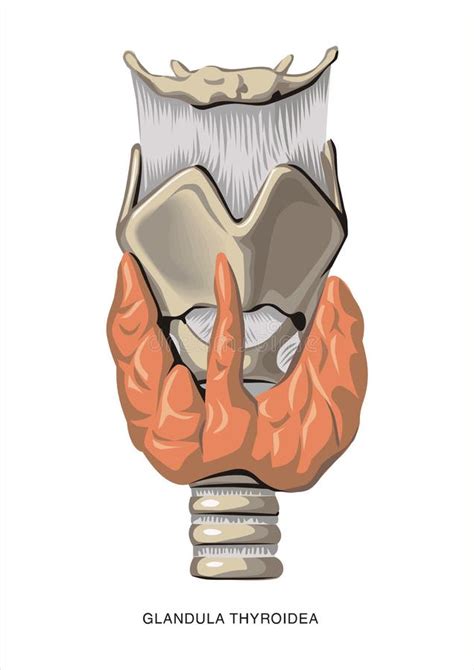 Larynx anatomy stock illustration. Illustration of cricoid - 5564282