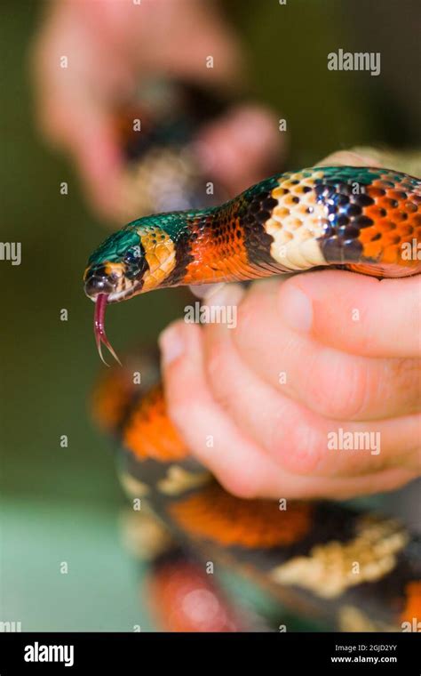 Non-venomous Honduran milk snake Stock Photo - Alamy