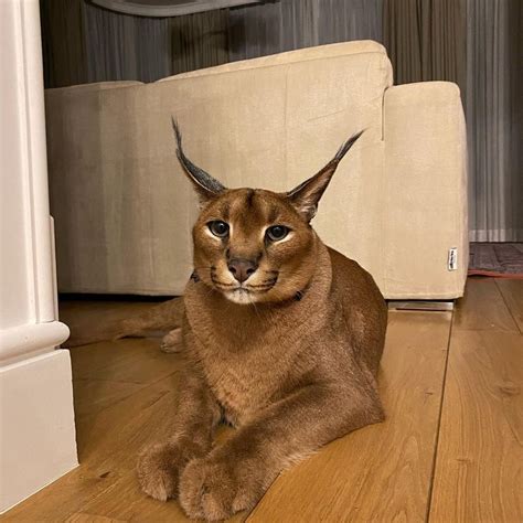 Pumba Caracal (Gato) - Idade, aniversário, biografia, fatos, família ...