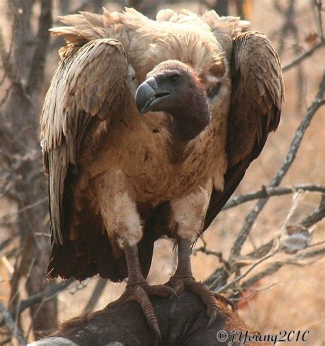 South African Photographs: Vultures feeding