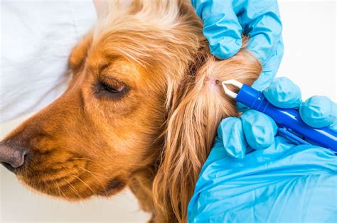 Tick bites, diseases, treatment, and your dog - Vetster