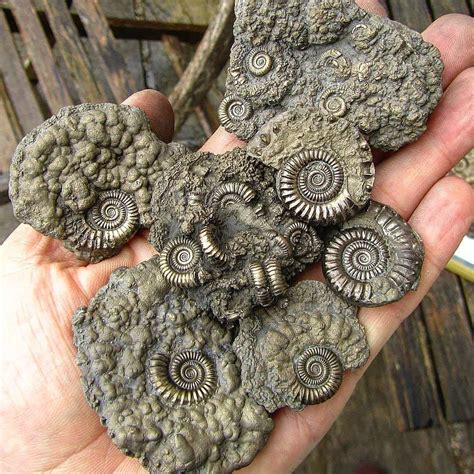 A Gorgeous specimen of beautiful golden pyrite ammonite fossils from the Jurassic Coast. Once ...