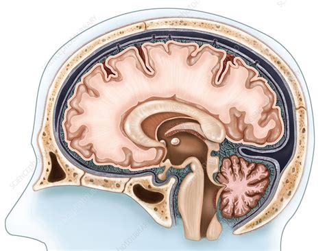 Human Brain Anatomy Sagittal Section Infographic Diagram Stock Photo | My XXX Hot Girl