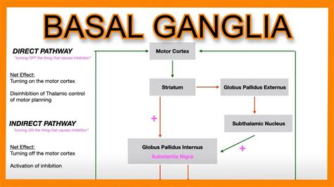 Basal Ganglia (Direct vs. Indirect Pathways) - YouTube