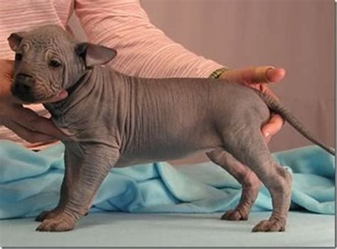 ♥RDS♥ 178 Peruvian Inca Orchid Puppy Peruvian Hairless Dog, Mexican Hairless Dog, Unusual Dog ...