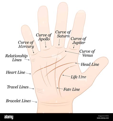 Palmistry - Right hand with lines and their names. White background Stock Photo - Alamy