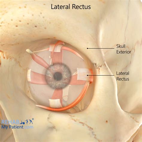 lateral rectus muscle function - Captions Graphic