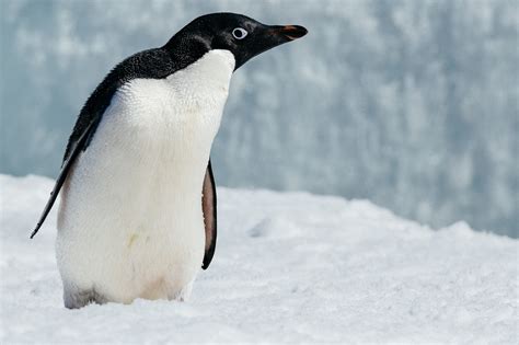 Adelie penguins generally live 11-20 years in the wild. There are an estimated 2.5 million ...