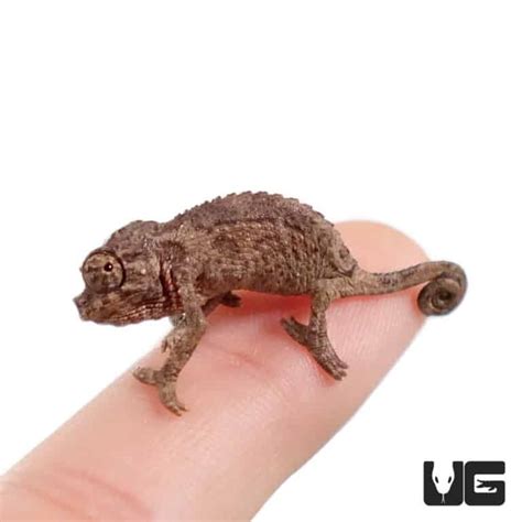 Baby Jackson Chameleons For Sale - Underground Reptiles