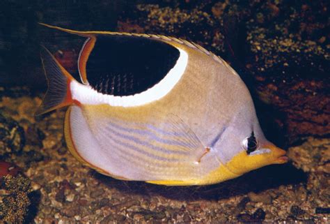 Spotfin Butterflyfish