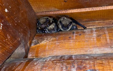 Bats or Birds in Your Home? Call Court Pest Control at 412-672-7378