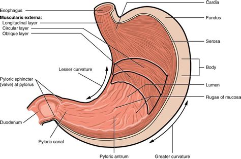 Anatomy of the stoamch: features, blood supply and nerve supply