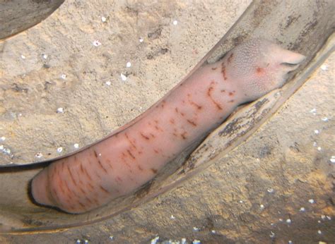 Urechis caupo (Innkeeper worm) (Spoonworm)