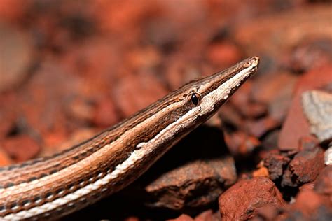 #CreatureFeature – Lialis burtonis (Burton’s Legless Lizard) - NACC - Northern Agricultural ...