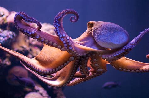 Octopus dance | Octopus Vulgaris in Palma Aquarium | Morten Brekkevold | Flickr