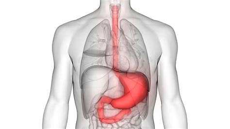 Esophagus and Stomach Cancer Symptoms, Diagnosis, and Treatment | Saint ...