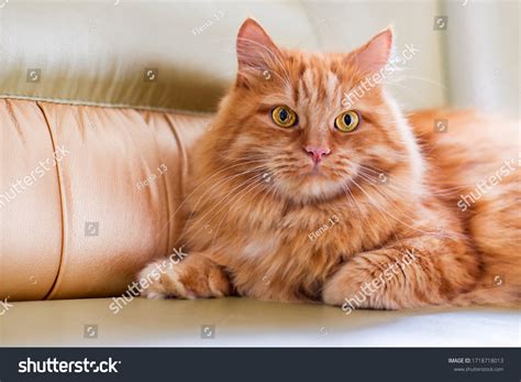 135,796 Fluffy Orange Cat Images, Stock Photos & Vectors | Shutterstock