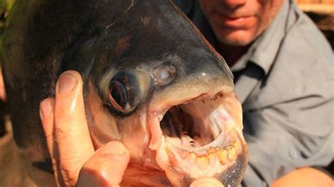 Pacu Fish (7 pics)