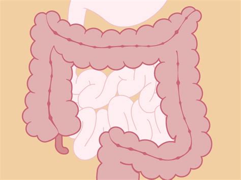 Mesentery: Definition, Picture, Anatomy, and Function