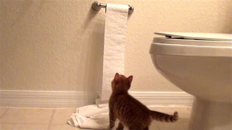 Kitten Discovers Toilet Paper | Funny cat photos, Dog cat pictures, Cat ...