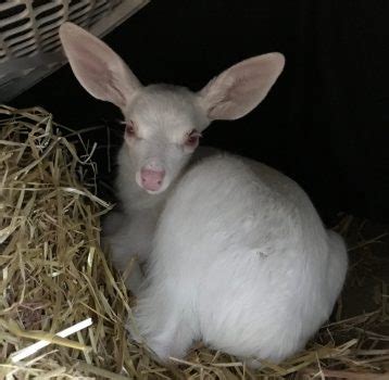 Rare albino fawn has spirit – Daily Democrat