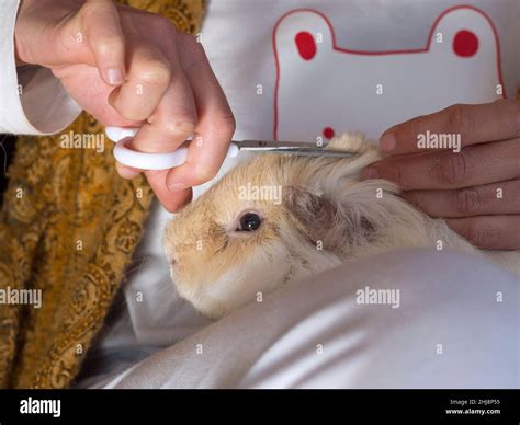 Sideview of Peruvian guinea pig white and gold having a fringe haircut ...