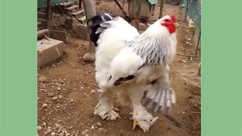 This giant chicken is ruffling feathers all over the internet - TODAY.com