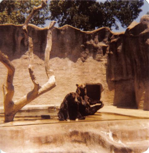 Bears at Sacramento Zoo by Pierrimus on DeviantArt