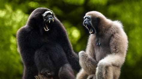 Howling Gibbons - Gibbons are known for their loud, elaborate songs every morning, often ...