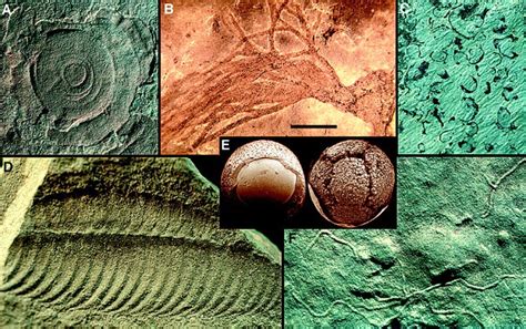 Fossils from the Proterozoic eon | Abstract artwork, Abstract, Artwork